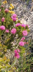 Melaleuca trichophylla