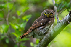 Glaucidium brasilianum