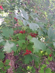Viburnum opulus opulus