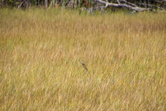 Botaurus lentiginosus