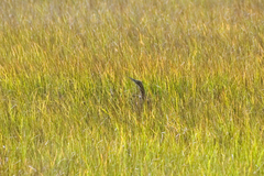 Botaurus lentiginosus