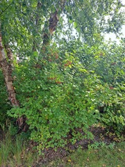 Viburnum opulus opulus