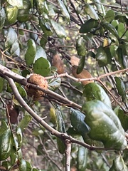 Amphibolips quercuspomiformis