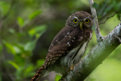 Glaucidium brasilianum