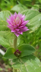 Gomphrena nitida