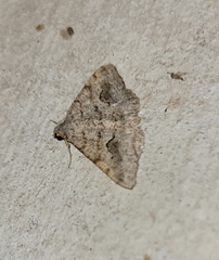 Frederickia s-signata