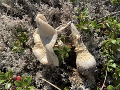 Amanita muscaria guessowii