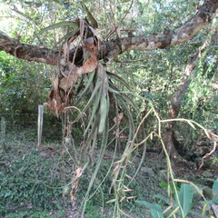 Tillandsia flexuosa