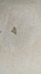 Frederickia s-signata