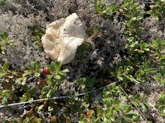 Amanita muscaria guessowii
