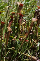 Sarracenia jonesii