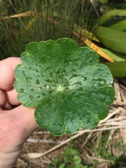 Hydrocotyle umbellata