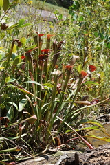 Sarracenia jonesii