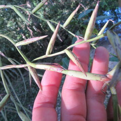 Tillandsia flexuosa