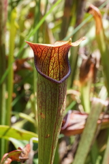 Sarracenia jonesii