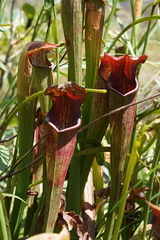 Sarracenia jonesii