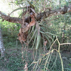 Tillandsia flexuosa