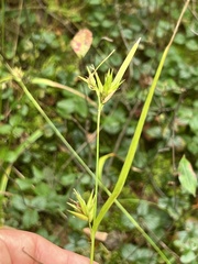 Carex folliculata