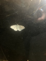 Hypagyrtis piniata