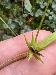 Carex folliculata