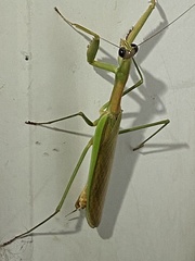 Tenodera sinensis