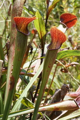 Sarracenia jonesii