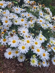 Chrysanthemum morifolium