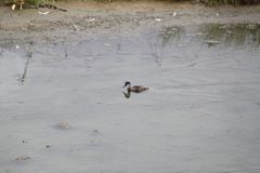 Anas bahamensis galapagensis