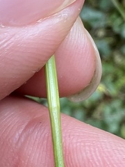 Carex folliculata