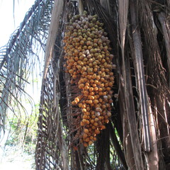 Attalea butyracea