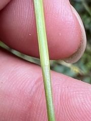 Carex folliculata