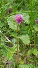Gomphrena nitida