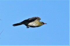 Oriolus sagittatus