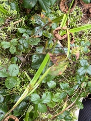 Carex folliculata
