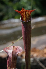 Sarracenia jonesii