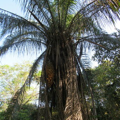Attalea butyracea