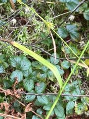 Carex folliculata