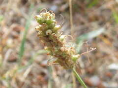 Plantago patagonica