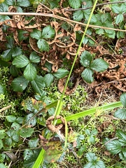 Carex folliculata