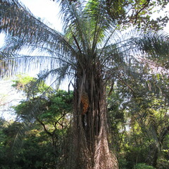 Attalea butyracea
