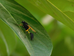 Sceliphron javanum