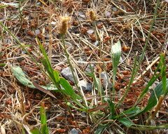 Plantago patagonica