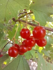Viburnum opulus opulus