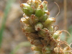 Plantago patagonica