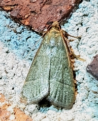 Hypsopygia nostralis