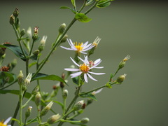 Eurybia