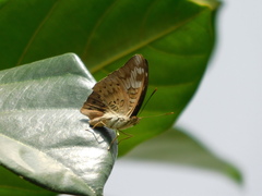Euthalia monina