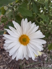 Chrysanthemum morifolium