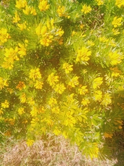 Genista linifolia