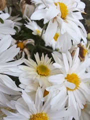 Chrysanthemum morifolium
